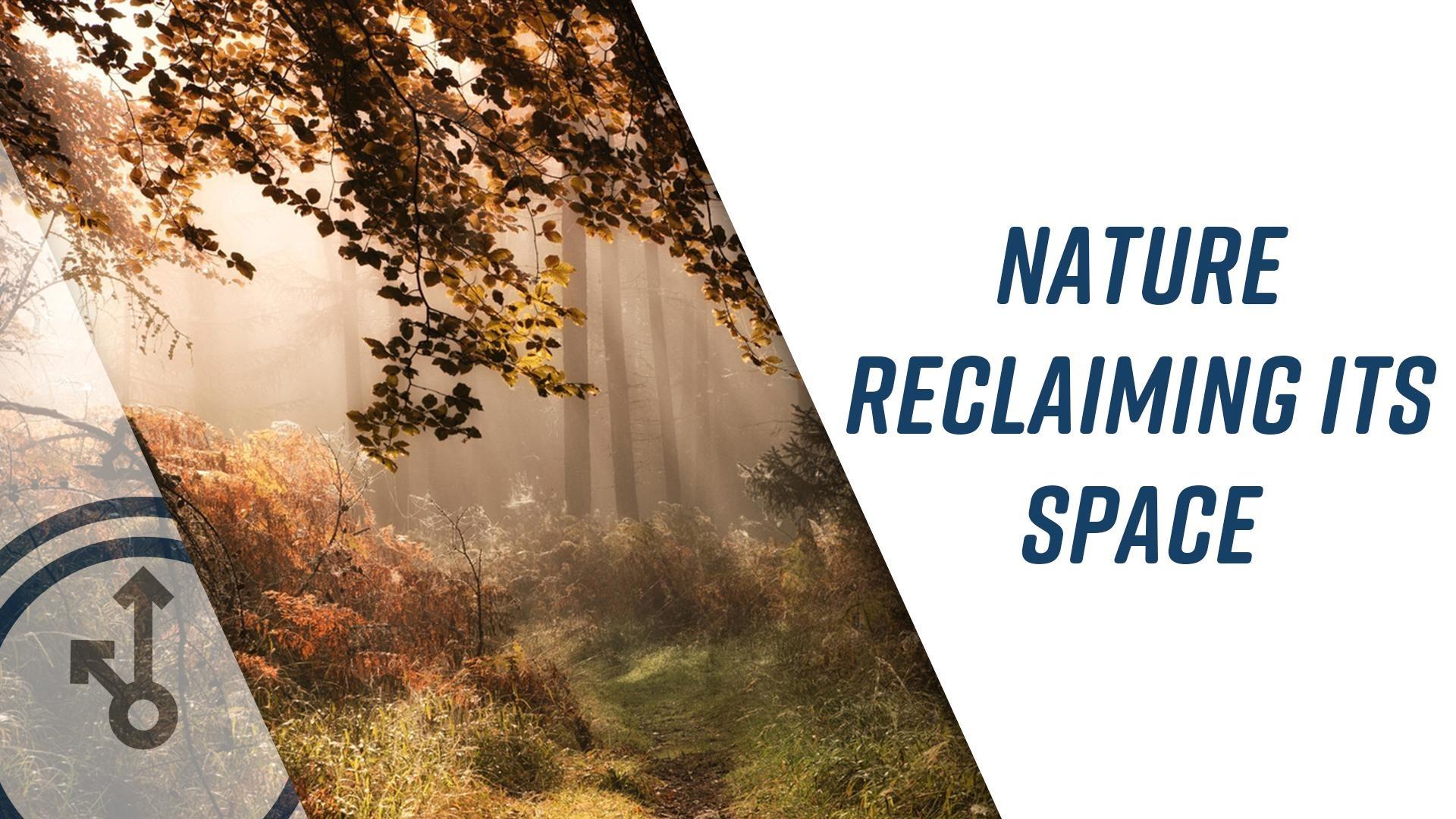 Nature Reclaiming Its Space